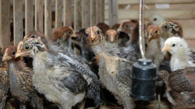 Ayam Kampung