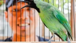 Harga Burung Cucak Ijo