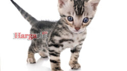 Harga Kucing Munchkin