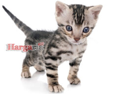 Harga Kucing Munchkin Anakan Jantan & Betina Mulai 900rban!
