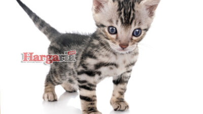 Harga Kucing Munchkin