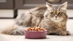 Harga Pakan Kucing Royal Canin