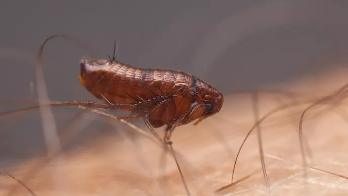 Ilustrasi Kutu Rambut